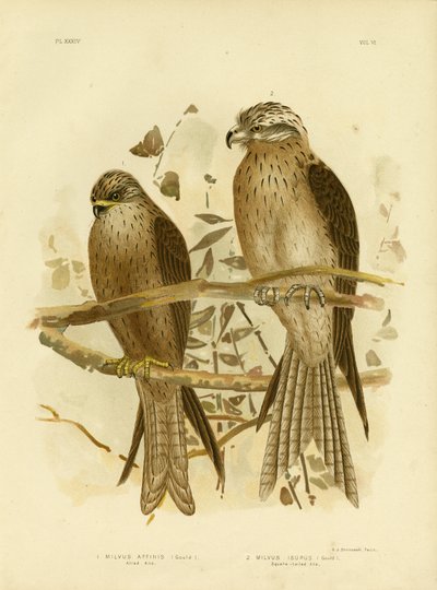 Allied Kite or Black Kite, 1891 by Gracius Broinowski